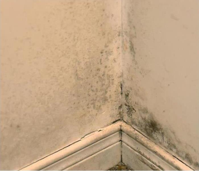 mold growth in corner of wall